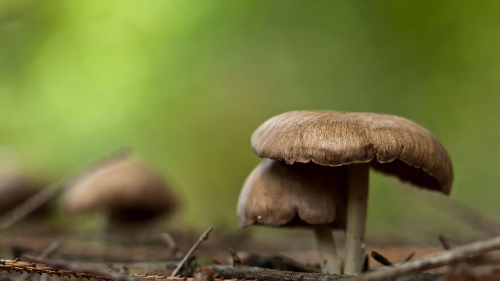 Científicos descubren que los hongos alucinógenos generan psilocibina mediante dos rutas bioquímicas distintas