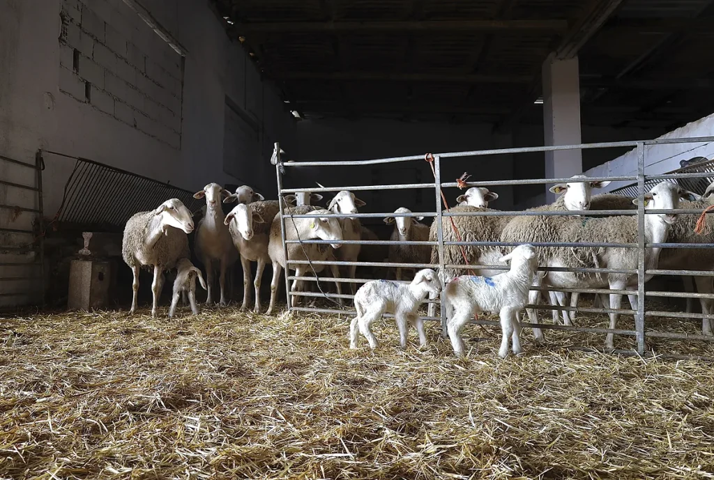 Detectan nuevos focos de lengua azul en Asturias, Castilla y León, País Vasco, La Rioja y Andalucía