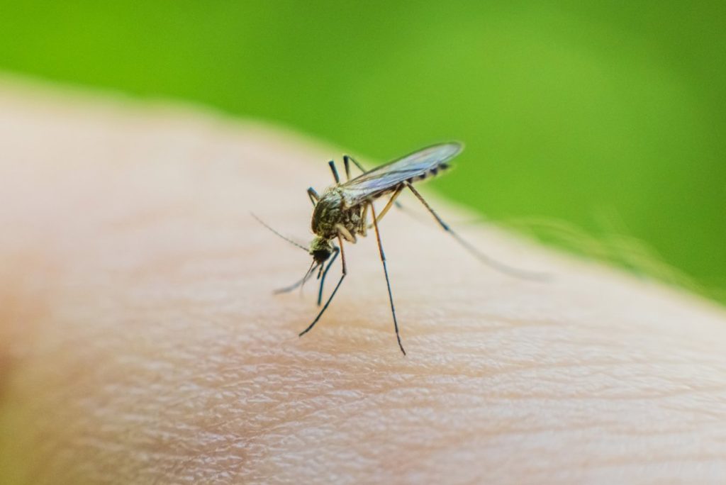 El virus del Nilo reduce su impacto en España con 18 casos y 2 muertes desde inicio de año, frente al récord de 2024