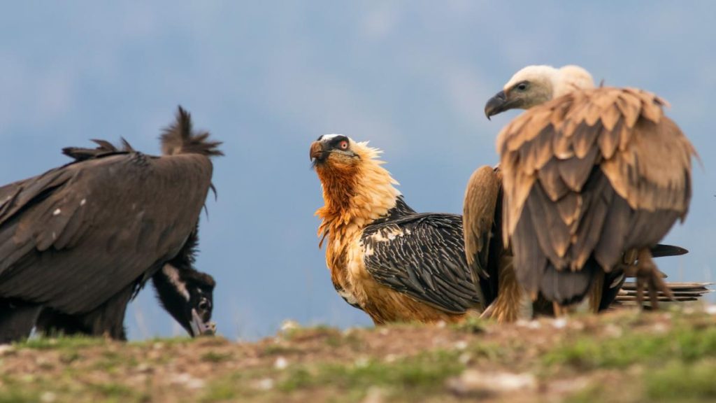 Reunión de buitres en el Pallars Sobirà